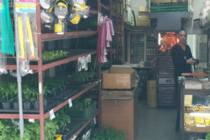 鮮綠種子幼苗店